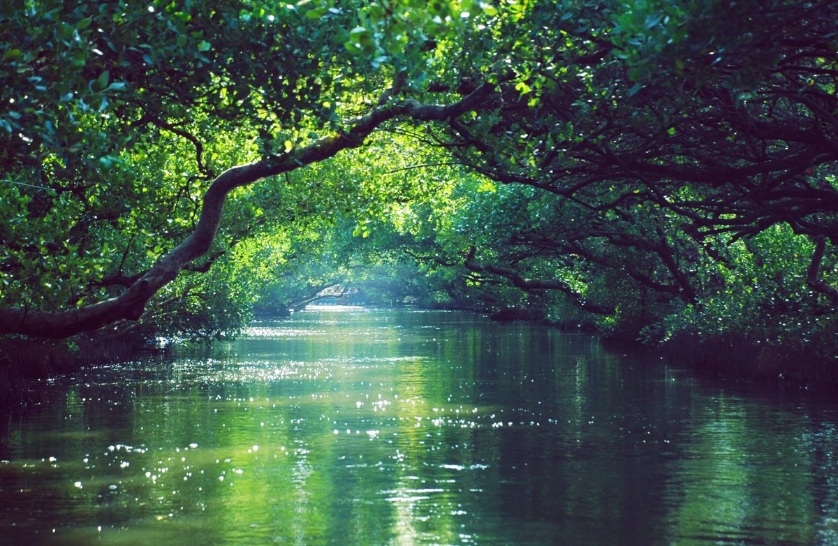 rio rio en bosque